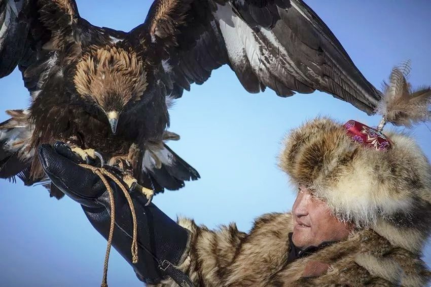 万鹰之神海东青结局,万鹰之神海东青视频