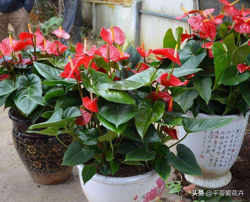 红掌开的花朵干枯发黑什么原因,红掌叶子发黑怎么办视频