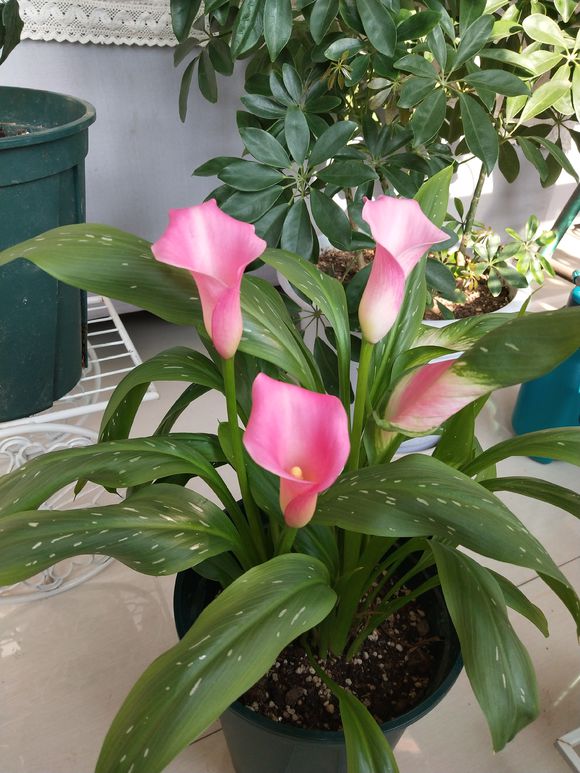 马蹄莲养不好，注意3点细节，黄叶变绿叶