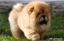 这才是真正的中华田园大黄犬,真正的中华田园犬是大黄狗吗