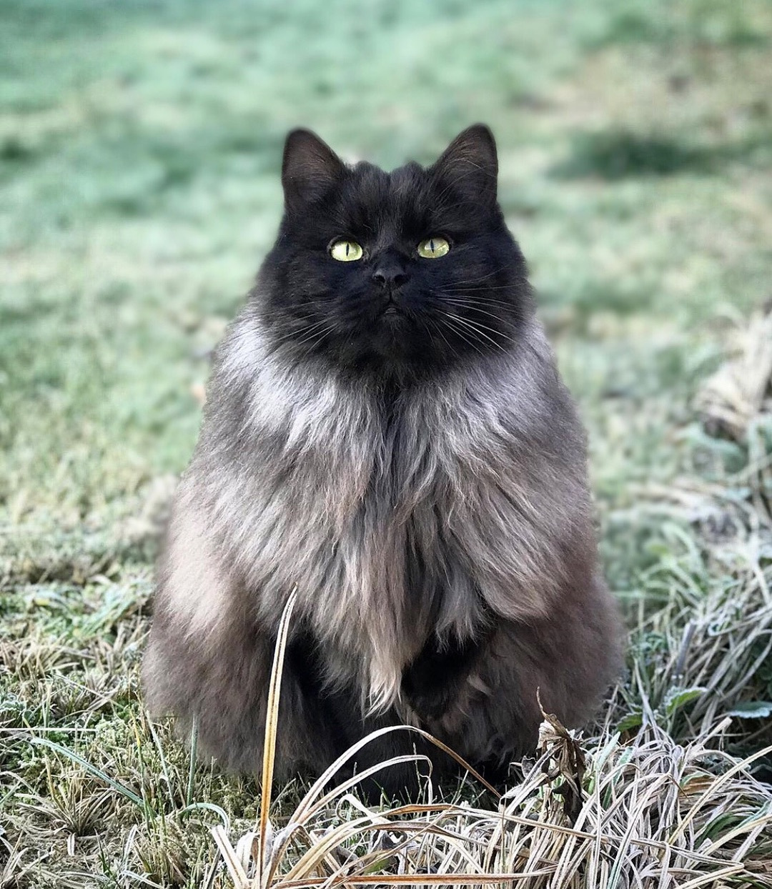 猫咪结膜炎和horner综合征,猫咪眼睛结膜炎的症状及治疗方法