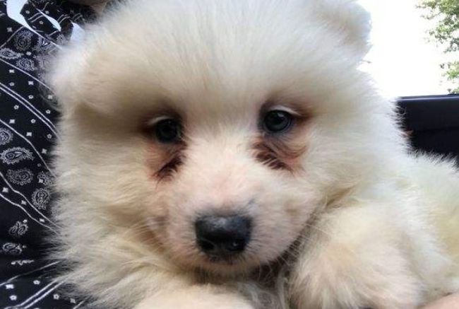 猫狗泪痕直接影响颜值，铲屎官应找到溢泪原因，先治病后去痕！