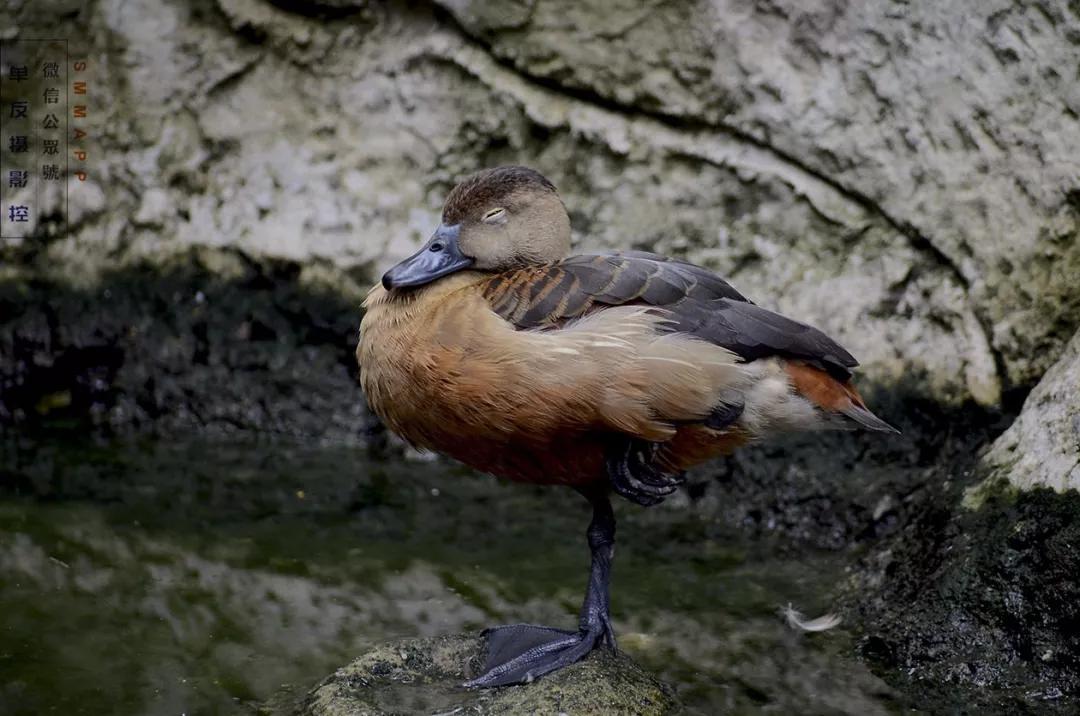 有了三脚架怎么摄影,有了三脚架可以拍人像