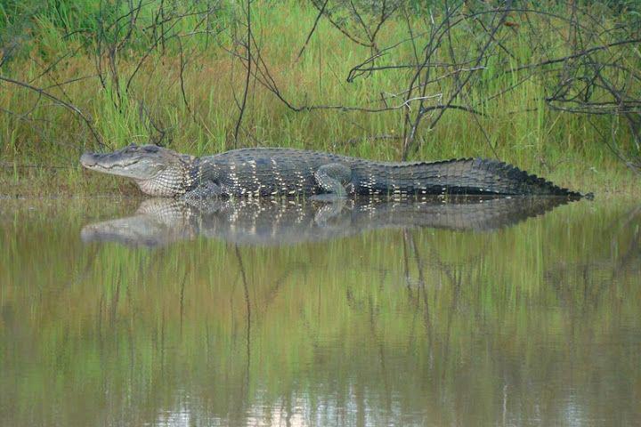 海洋霸主亚马逊真的存在吗,鼍科之王
