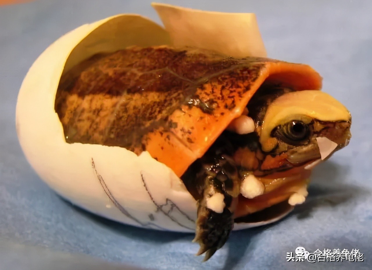 龟缸鱼腥味正常吗,龟缸有点腥气味正常吗