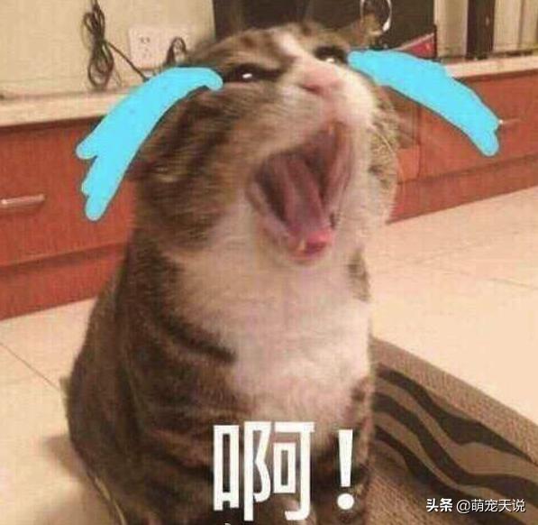 人与狗玩耍的禁忌,人与狗相处的禁忌