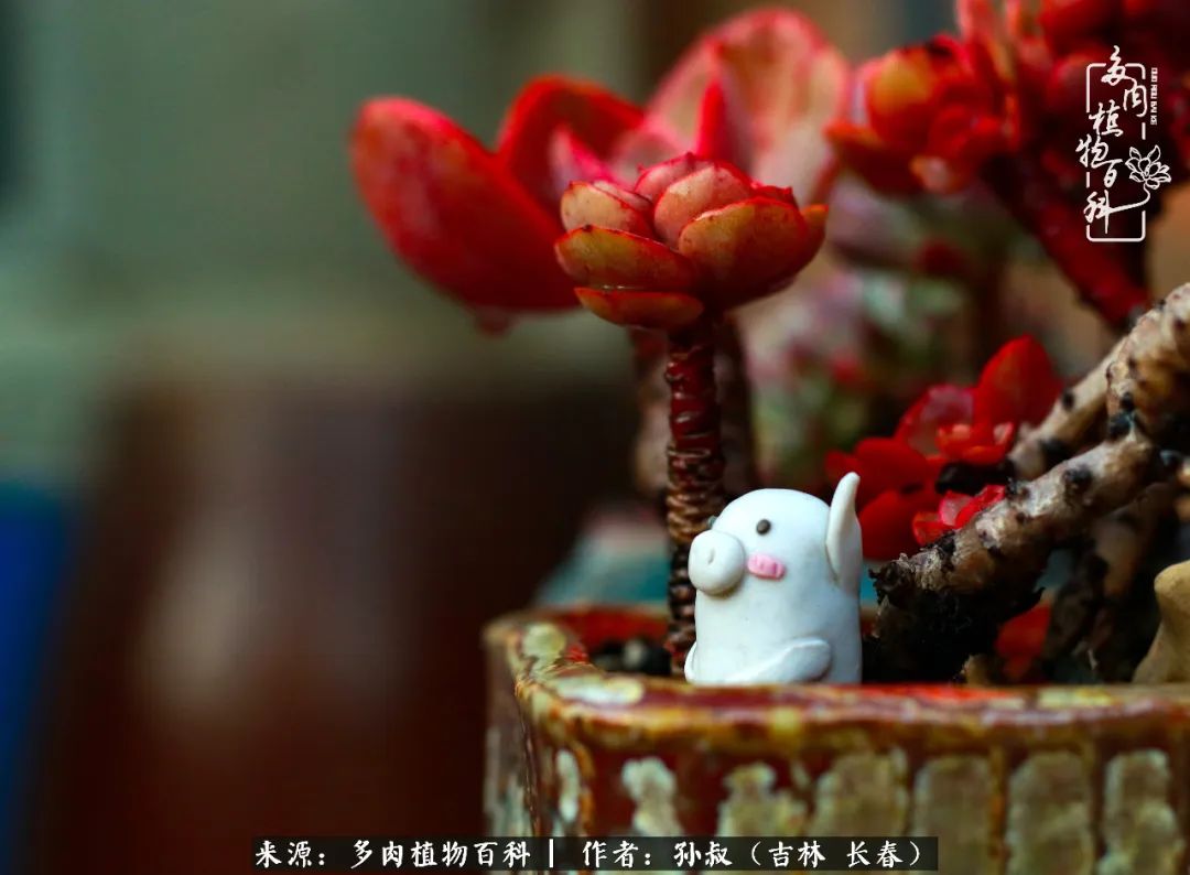 与多肉一起成长,与多肉相伴