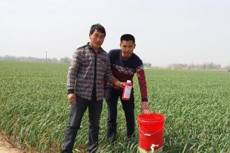 蒜蛆防治方法,蒜蛆防治药剂