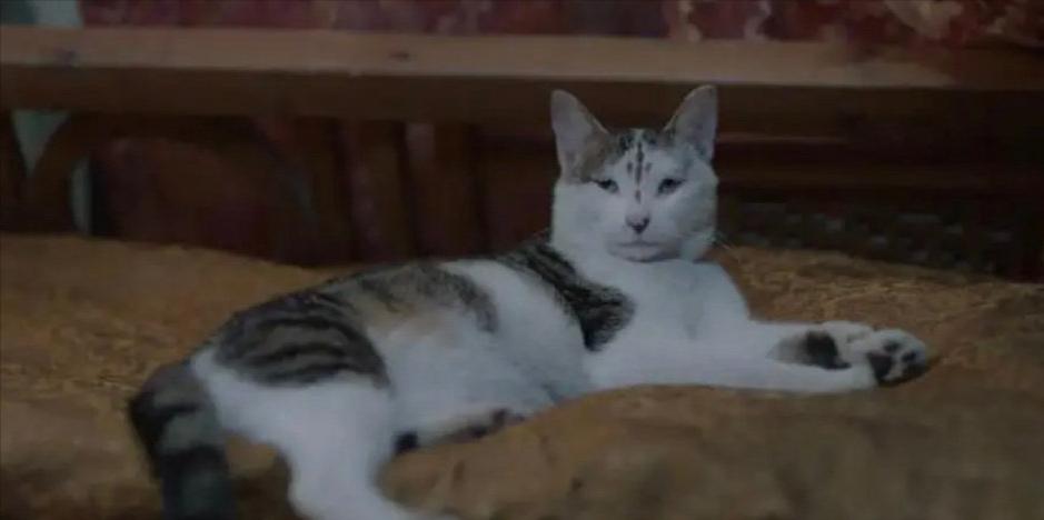 盘点猫咪高能名场面 (猫咪10大最萌镜头)