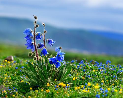 盘点世界各国国花你最喜欢哪种,盘点各国国花