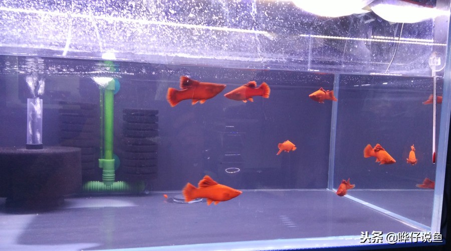 观赏鱼排在前10名的冠军鱼,盘点十大观赏鱼