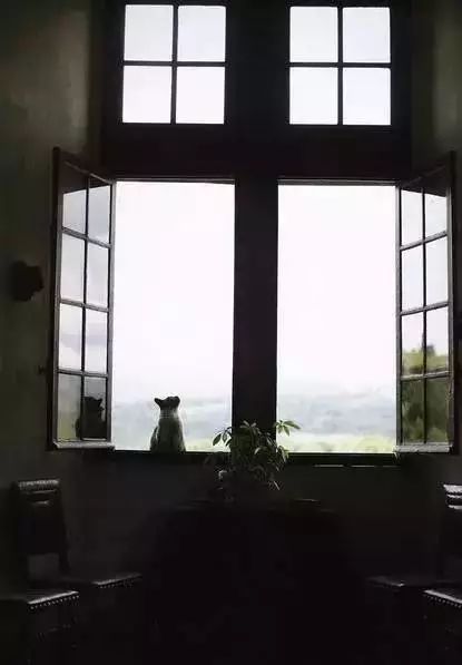 钱钟书和林徽因的护猫之战 (钱钟书的猫跟谁的猫打过架)