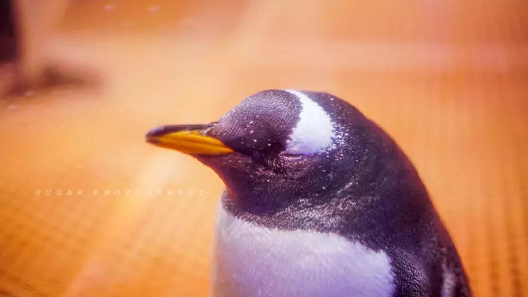 「亲子游」与万千海洋动物一起，夜宿探索极地海洋之美