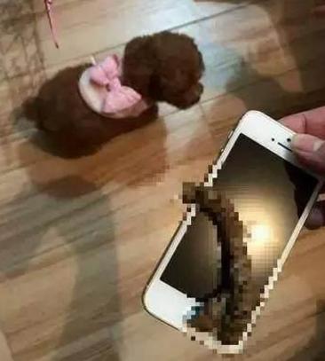 泰迪挑衅恶犬后果是什么,泰迪报复主人的5个表现