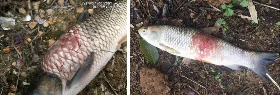 草鱼怎么急救,草鱼身上有伤能自愈吗