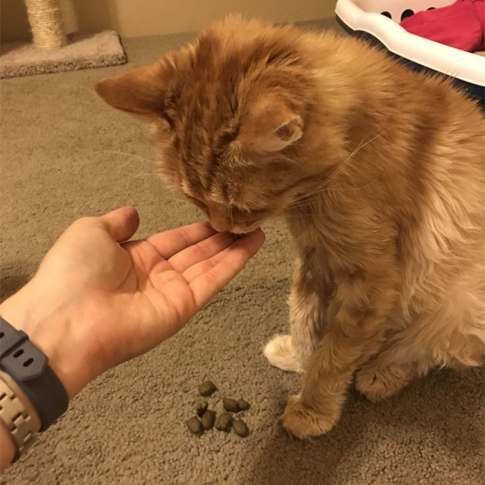 家里猫不愿意吃鱼,主人在家猫不吃不喝不上厕所