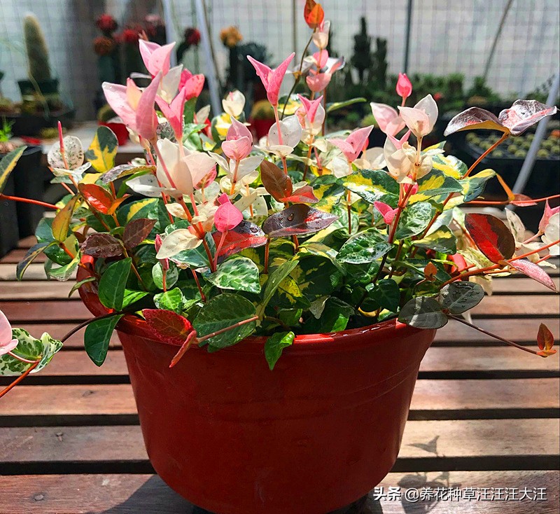 花叶络石要想叶更“花”，养护需要做好这几点，否则花叶变绿叶