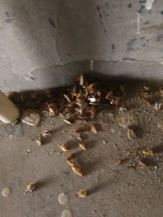 养鸡场与蟑螂,蟑螂尸体成片