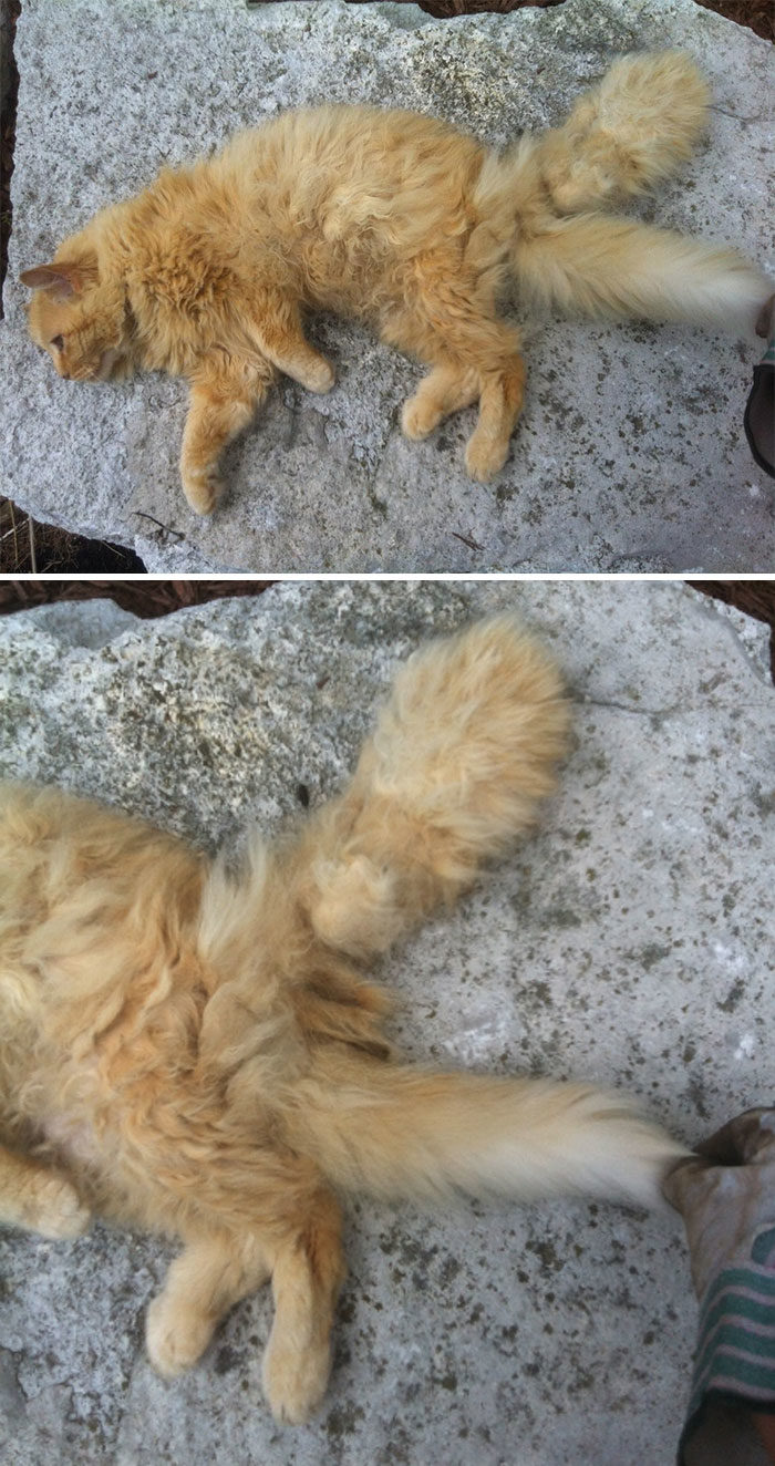 四只耳朵的猫有多稀有,四只耳朵的猫科动物