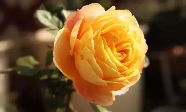 4000种不一样的玫瑰品种大全,100种玫瑰品种图鉴大全