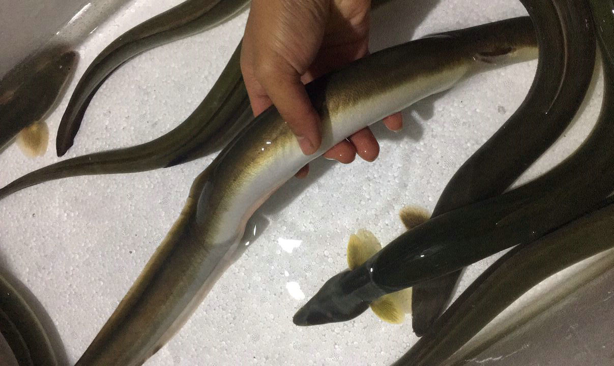 河鳗泛滥?江苏南通钓鱼人称一夜钓几十条,网友:这鱼300一斤