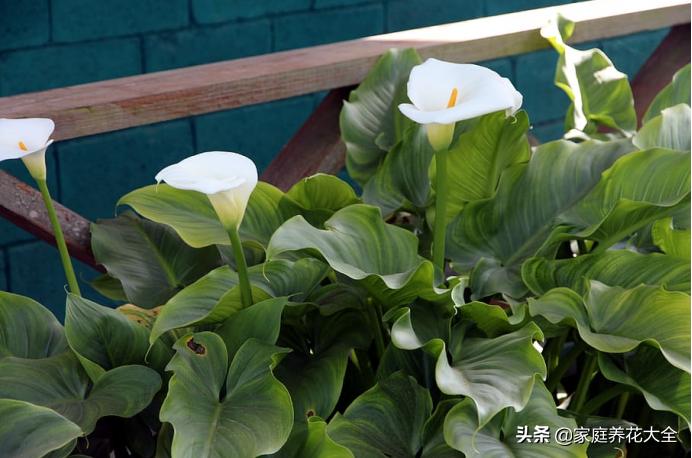 马蹄莲手动开花它还会自己开花吗,马蹄莲有毒吗毒性多久发作