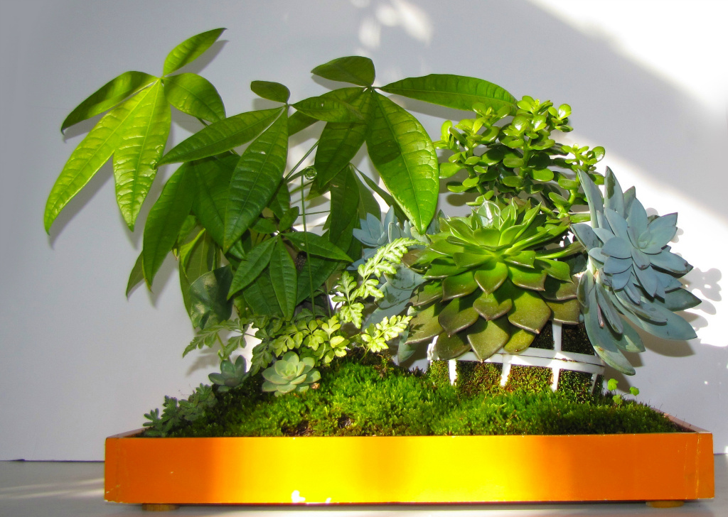 发财树应该怎么管理才不会死,发财树快死的表现