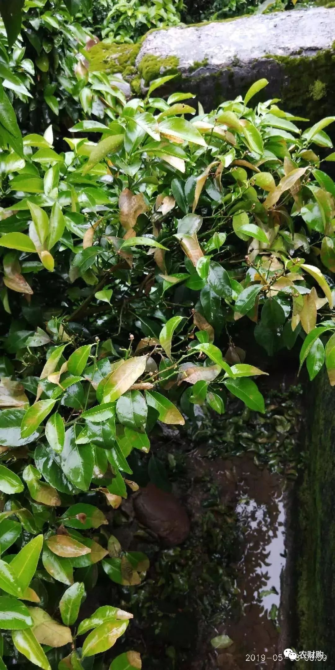 炭疽如何治疗以及预防,炭疽的预防和治疗