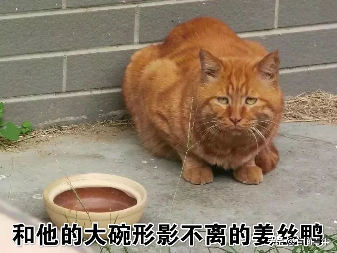 北大猫咪图鉴,中国人民大学猫咪图鉴