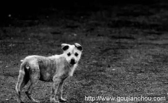 超声波驱狗器对室内楼上管用吗,超声波驱狗器多少钱一台