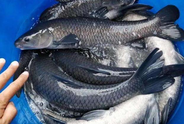 它是四大家鱼之一，嘴里含宝石，生长快个头大，如今却少有人养殖