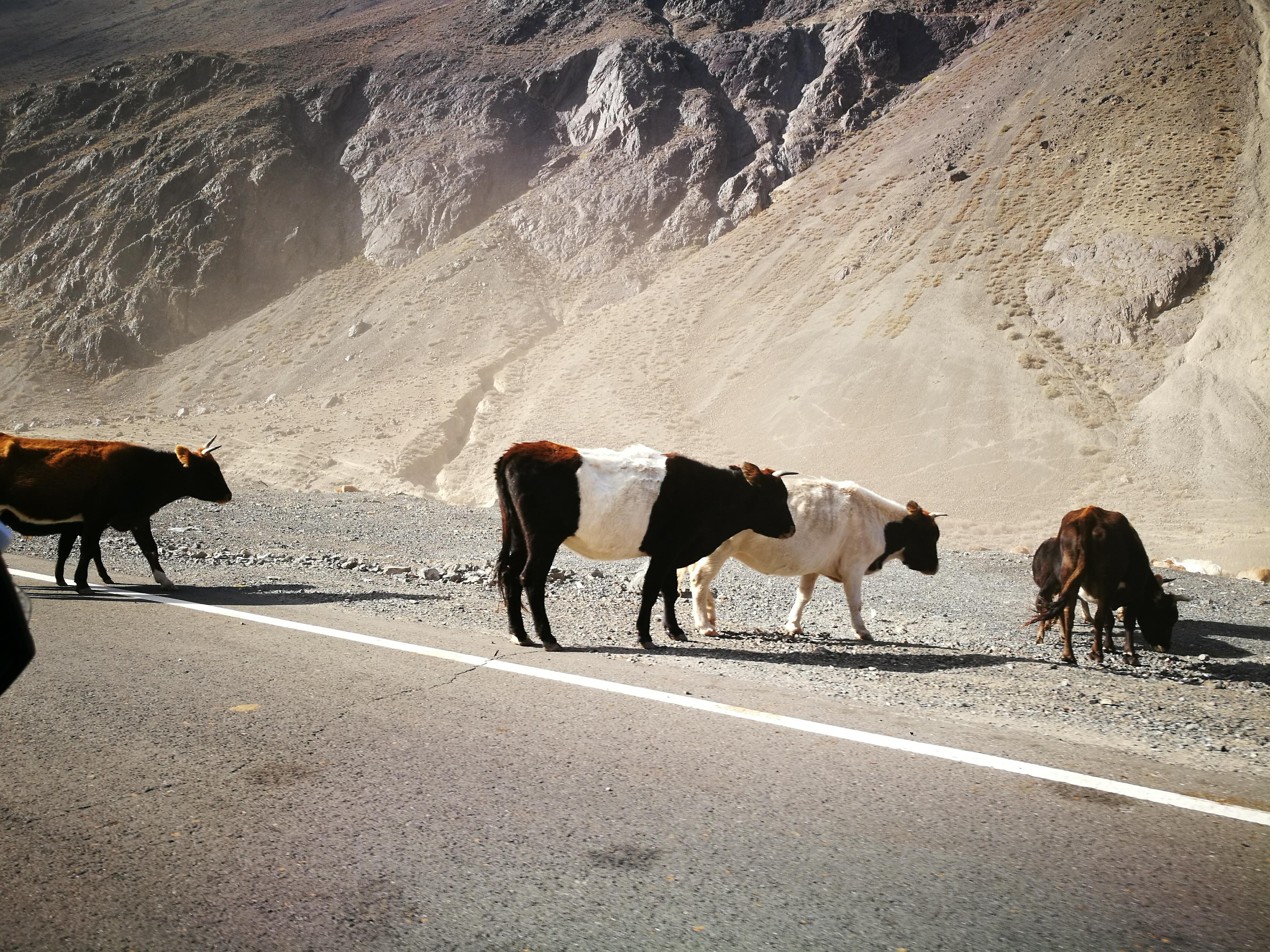 独库公路之旅日记,13000公里自驾新疆第十二天