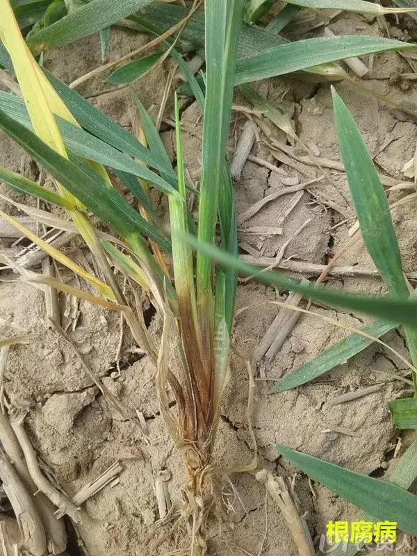小麦缺肥发黄怎么办,小麦根发黄是什么病