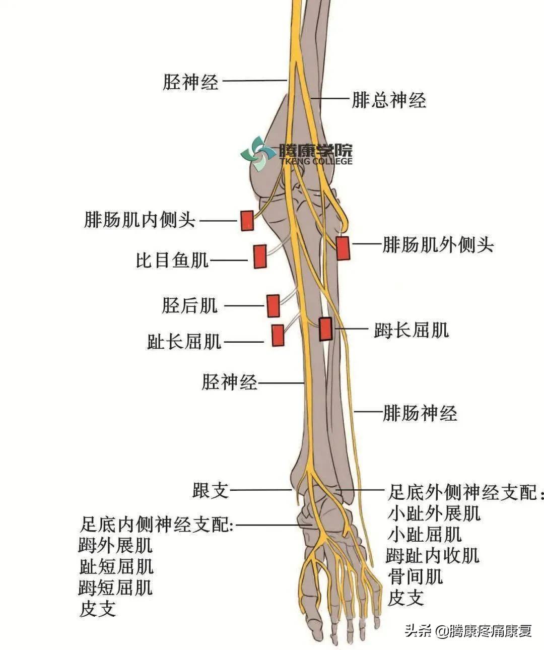 老人小腿疼痛是什么原因,脚小腿肌肉疼痛是什么原因