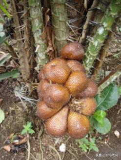 村小农,村小农网