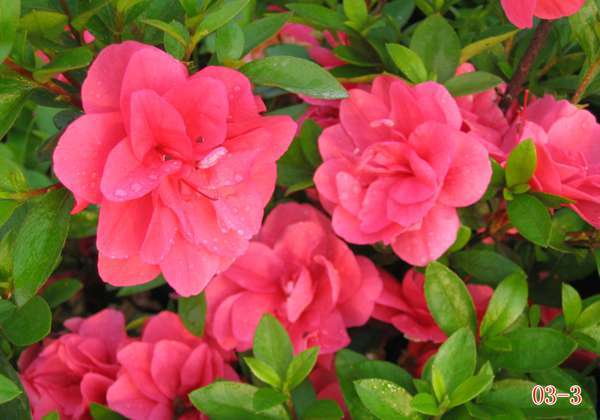 杜鹃花叶子枯萎的补救办法,杜鹃花叶子干枯怎么办