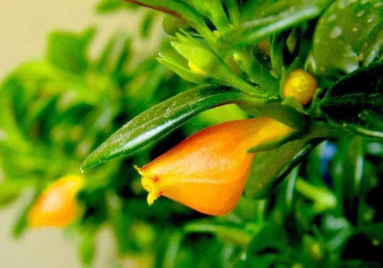 金鱼吊兰的生活习性和养殖方法,金鱼吊兰开花后像小金鱼一样漂亮