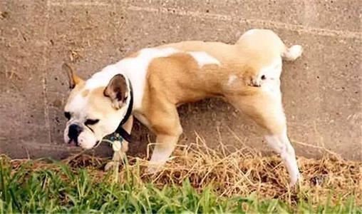 狗狗尿液颜色红褐色是什么原因,狗狗吃了火龙果尿液发红正常吗