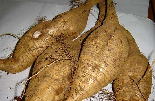 野生干葛根怎么切成片,野生葛根晒干的视频