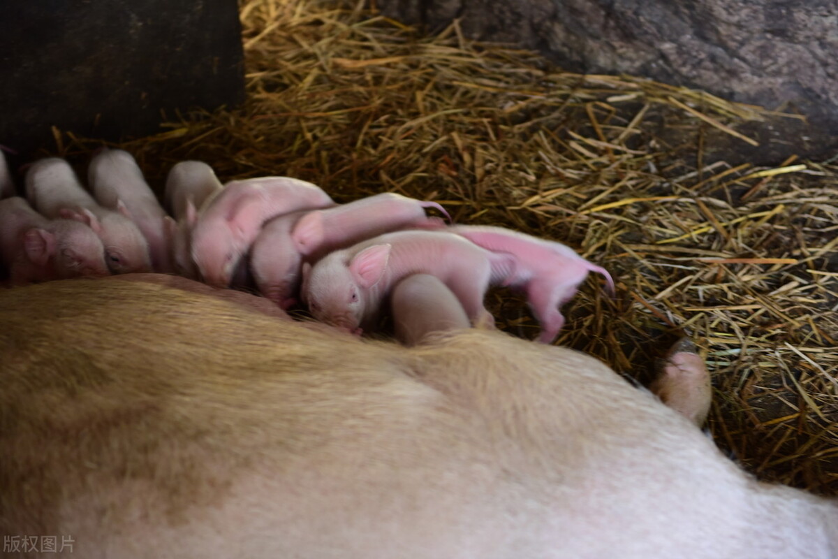 猪关节肿大怎么治疗最有效,猪腿瘸关节肿大该怎么治疗