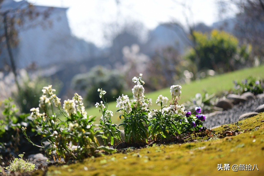 零下9度来袭，花园里的绿色是那么动人|园丁