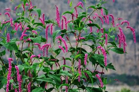 说文解字第0019集,说文解字第143课全集