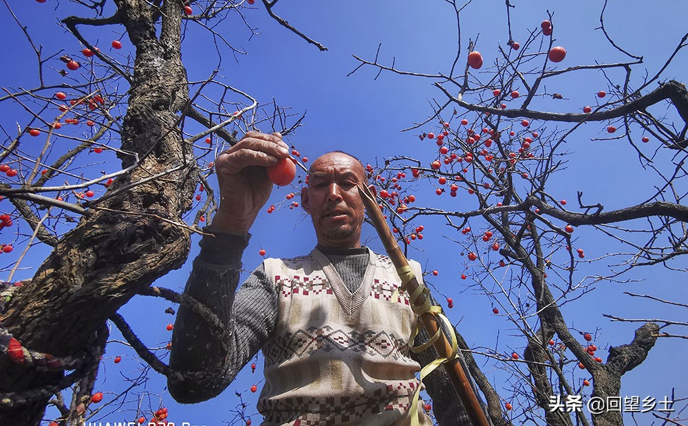 柿子怎么摘好吃又难摘,柿子在树上摘下来怎么弄才好吃