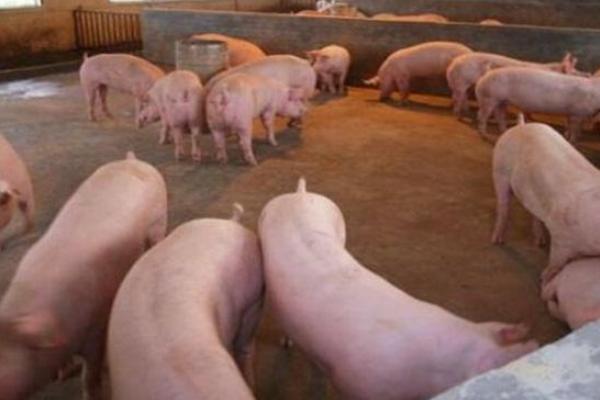 猪场催肥最好的方法,育肥猪催肥秘方
