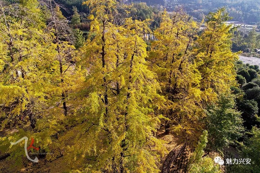 桂林兴安漠川银杏最佳观赏时间,桂林兴安漠川银杏网红打卡地