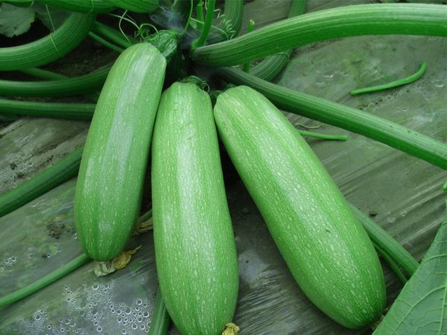 西葫芦怎么种植产量高,西葫芦安全优质高效栽培技术