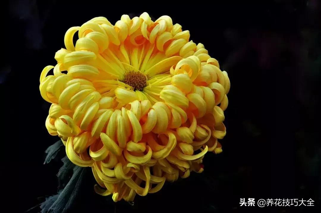 五行缺金养什么花,什么花风水命理最旺人养