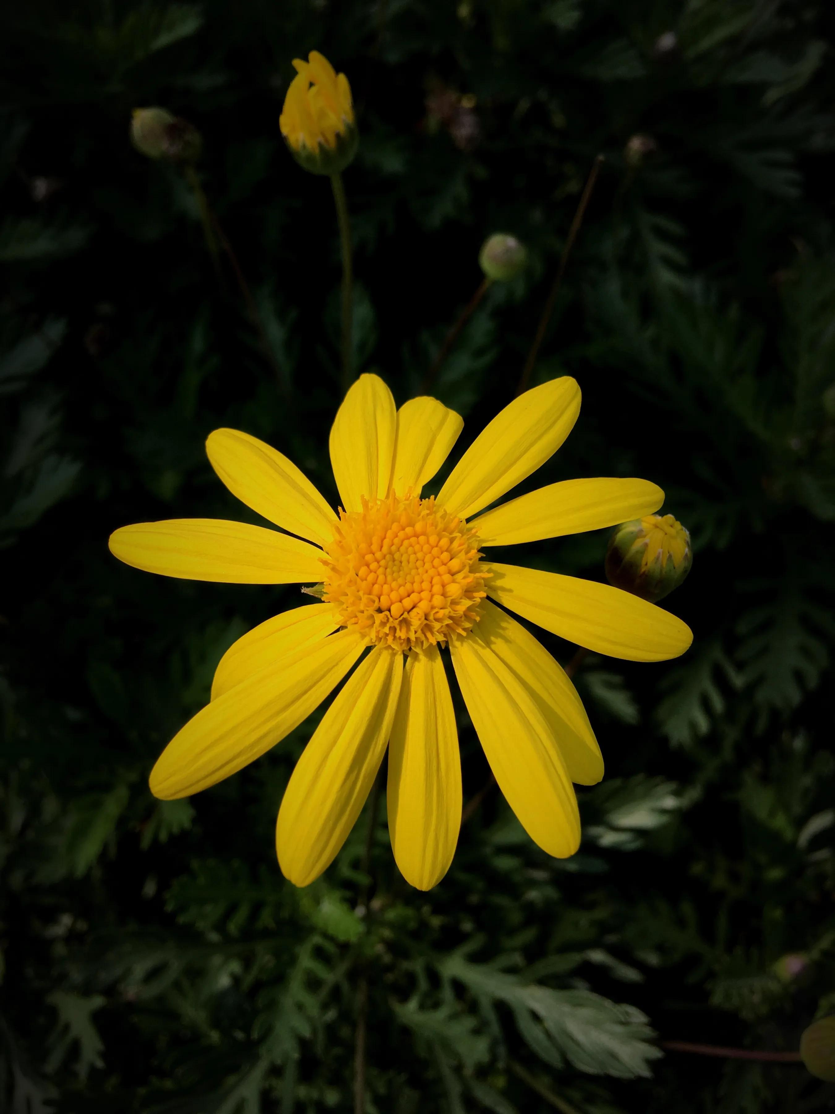 羊奶粉价格,羊奶粉评测