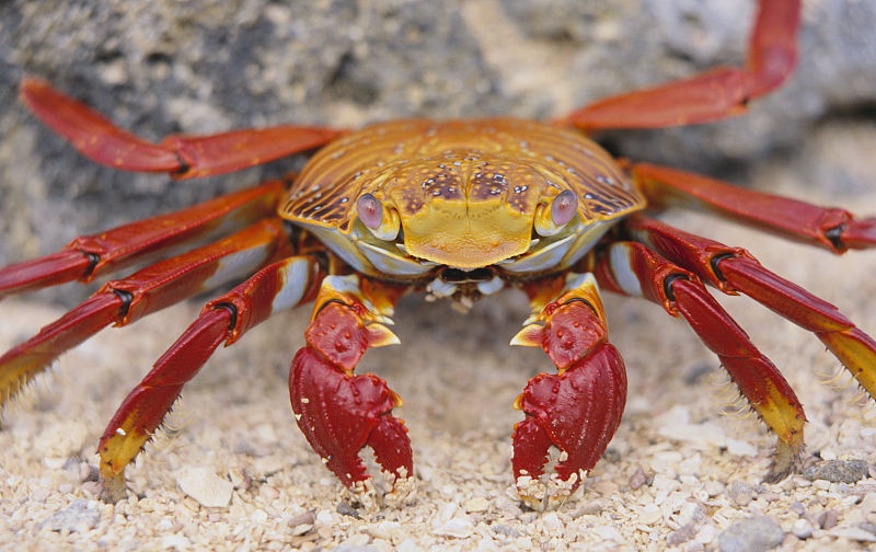 有知识又好笑的冷知识,20个超有趣的冷知识问题