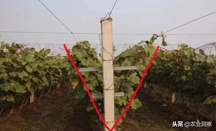 河南葡萄冬季修剪在什么时候,葡萄冬季修剪枝条怎样扦插